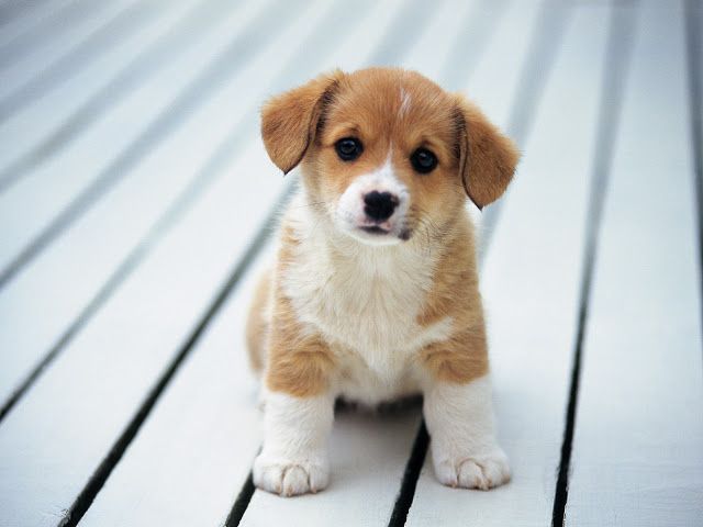 yavru köpek