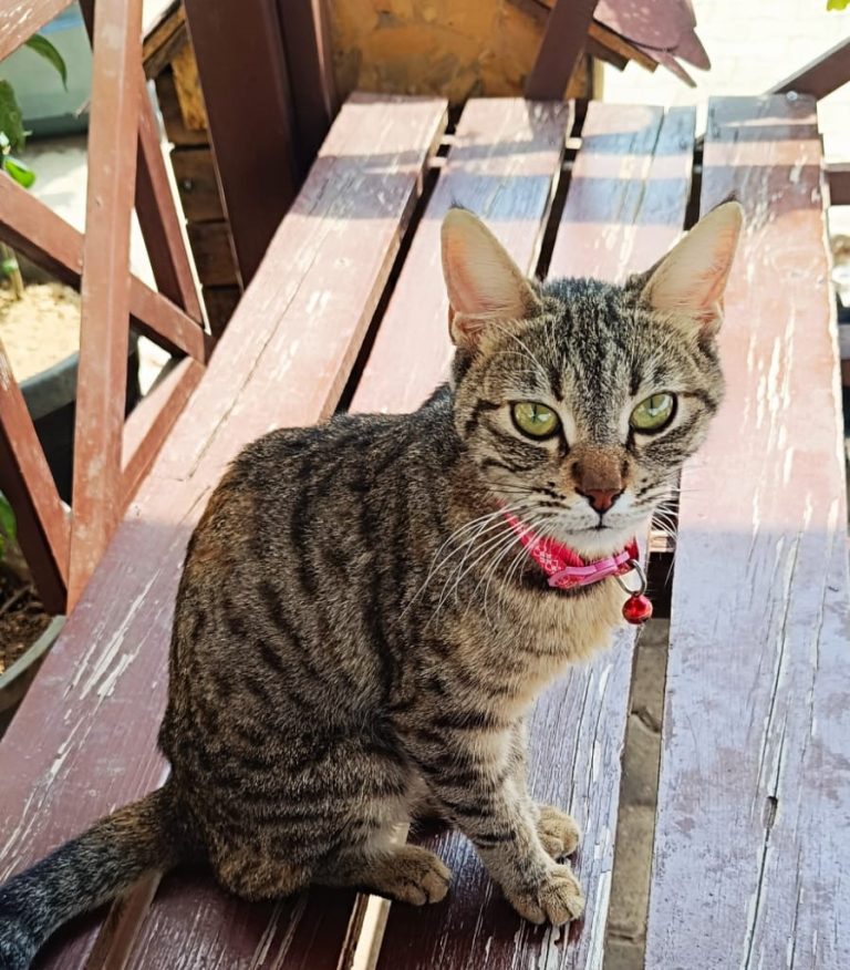 Anne Kedi